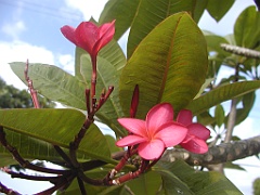Jamaica06 (632)